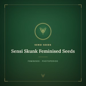 Sensi Skunk Feminised Seeds Sensi Skunk Feminised Seeds