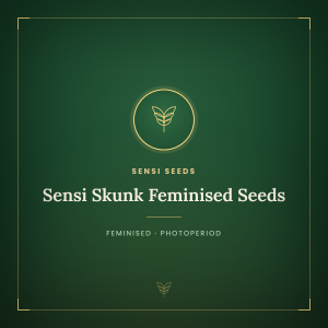 Sensi Skunk Feminised Seeds Sensi Skunk Feminised Seeds