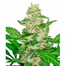 Super Skunk Auto Feminised Seeds Super Skunk Auto Feminised Seeds