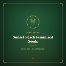 Sunset Peach Feminised Seeds Sunset Peach Feminised Seeds