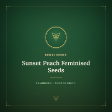 Sunset Peach Feminised Seeds Sunset Peach Feminised Seeds
