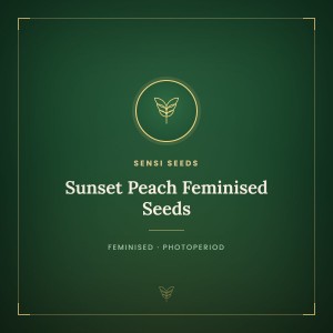 Sunset Peach Feminised Seeds