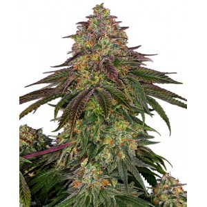 Sweet Cherry Kush Feminised Seeds Sweet Cherry Kush Feminised Seeds