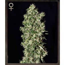 Big Tooth Feminised Seeds Big Tooth Feminised Seeds