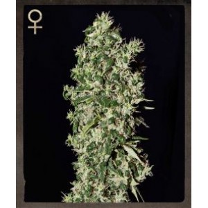 Big Tooth Feminised Seeds Big Tooth Feminised Seeds