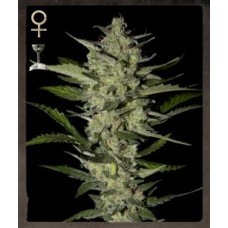 Flowerbomb Kush Feminised Seeds Flowerbomb Kush Feminised Seeds
