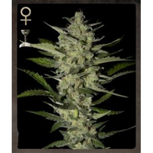 Flowerbomb Kush Feminised Seeds Flowerbomb Kush Feminised Seeds
