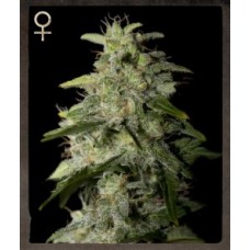 Money Maker Feminised Seeds