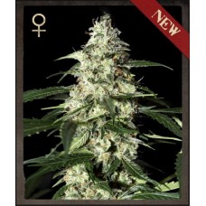 Skunk Auto Feminised Seeds Skunk Auto Feminised Seeds