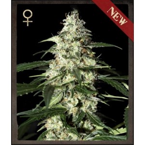 Skunk Auto Feminised Seeds Skunk Auto Feminised Seeds