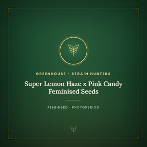 Super Lemon Haze x Pink Candy Feminised Seeds Super Lemon Haze x Pink Candy Feminised Seeds