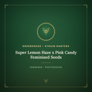 Super Lemon Haze x Pink Candy Feminised Seeds Super Lemon Haze x Pink Candy Feminised Seeds