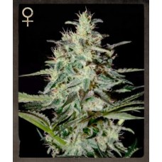 White Lemon Feminised Seeds