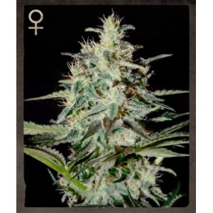 White Lemon Feminised Seeds White Lemon Feminised Seeds