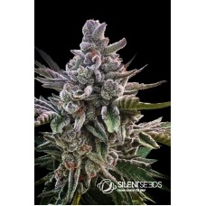 Acai Jelly Feminised Seeds Acai Jelly Feminised Seeds