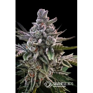 Acai Jelly Feminised Seeds Acai Jelly Feminised Seeds