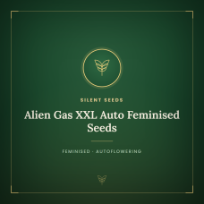 Alien Gas XXL Auto Feminised Seeds Alien Gas XXL Auto Feminised Seeds