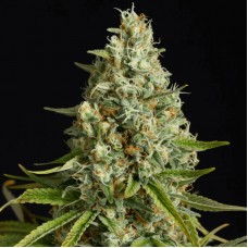 Amnesia Lemon Feminised Seeds Amnesia Lemon Feminised Seeds