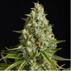 Amnesia Lemon Feminised Seeds Amnesia Lemon Feminised Seeds