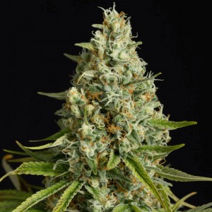 Amnesia Lemon Feminised Seeds Amnesia Lemon Feminised Seeds