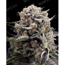 B45 Feminised Seeds B45 Feminised Seeds