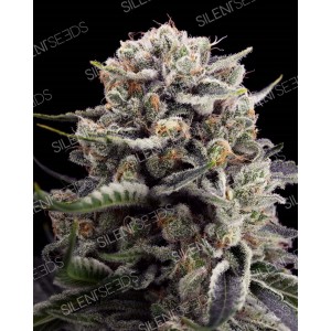 B45 Feminised Seeds
