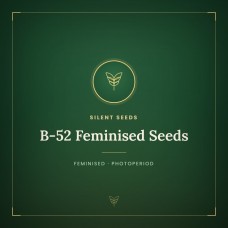 B-52 Feminised Seeds B-52 Feminised Seeds