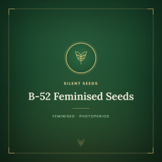 B-52 Feminised Seeds B-52 Feminised Seeds
