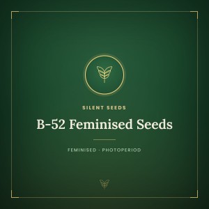 B-52 Feminised Seeds B-52 Feminised Seeds