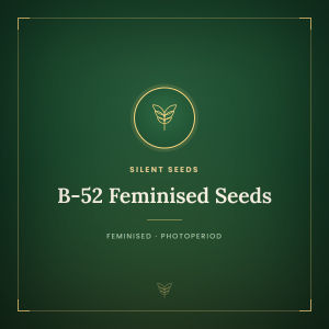B-52 Feminised Seeds B-52 Feminised Seeds