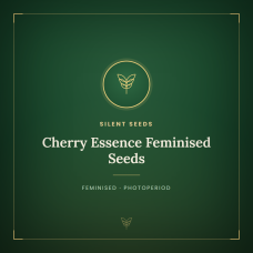 Cherry Essence Feminised Seeds Cherry Essence Feminised Seeds