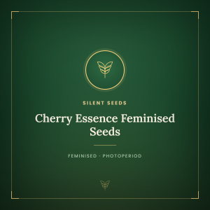 Cherry Essence Feminised Seeds Cherry Essence Feminised Seeds
