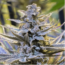 Cookielato Feminised Seeds Cookielato Feminised Seeds