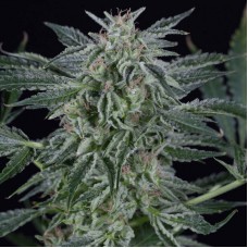 Critical Jack Auto Feminised Seeds Critical Jack Auto Feminised Seeds
