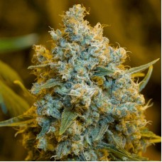 Critical Jack Feminised Seeds Critical Jack Feminised Seeds