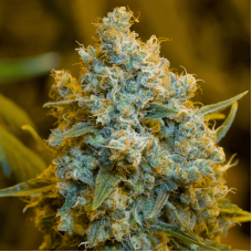 Critical Jack Feminised Seeds Critical Jack Feminised Seeds