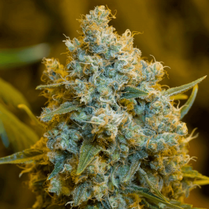 Critical Jack Feminised Seeds Critical Jack Feminised Seeds