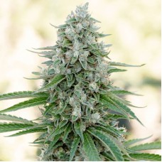 Critical Mango Feminised Seeds - 3 Seeds Critical Mango Feminised Seeds - 3 Seeds