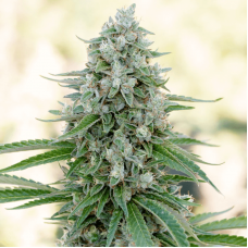 Critical Mango Feminised Seeds - 3 Seeds Critical Mango Feminised Seeds - 3 Seeds