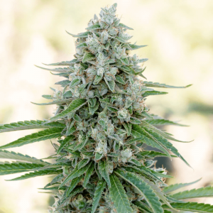 Critical Mango Feminised Seeds - 3 Seeds Critical Mango Feminised Seeds - 3 Seeds