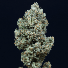 Critical+ 2.0 Auto Feminised Seeds Critical+ 2.0 Auto Feminised Seeds
