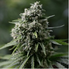 Critical+ 2.0 Feminised Seeds Critical+ 2.0 Feminised Seeds