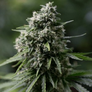 Critical+ 2.0 Feminised Seeds Critical+ 2.0 Feminised Seeds