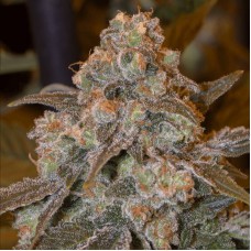 Gorilla Frost Feminised Seeds Gorilla Frost Feminised Seeds