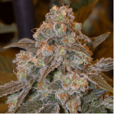 Gorilla Frost Feminised Seeds Gorilla Frost Feminised Seeds