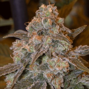 Gorilla Frost Feminised Seeds