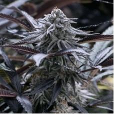 Grape Juice Feminised Seeds Grape Juice Feminised Seeds