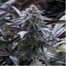 Grape Juice Feminised Seeds Grape Juice Feminised Seeds