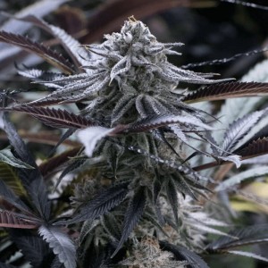 Grape Juice Feminised Seeds Grape Juice Feminised Seeds