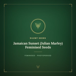 Jamaican Sunset (Julian Marley) Feminised Seeds Jamaican Sunset (Julian Marley) Feminised Seeds
